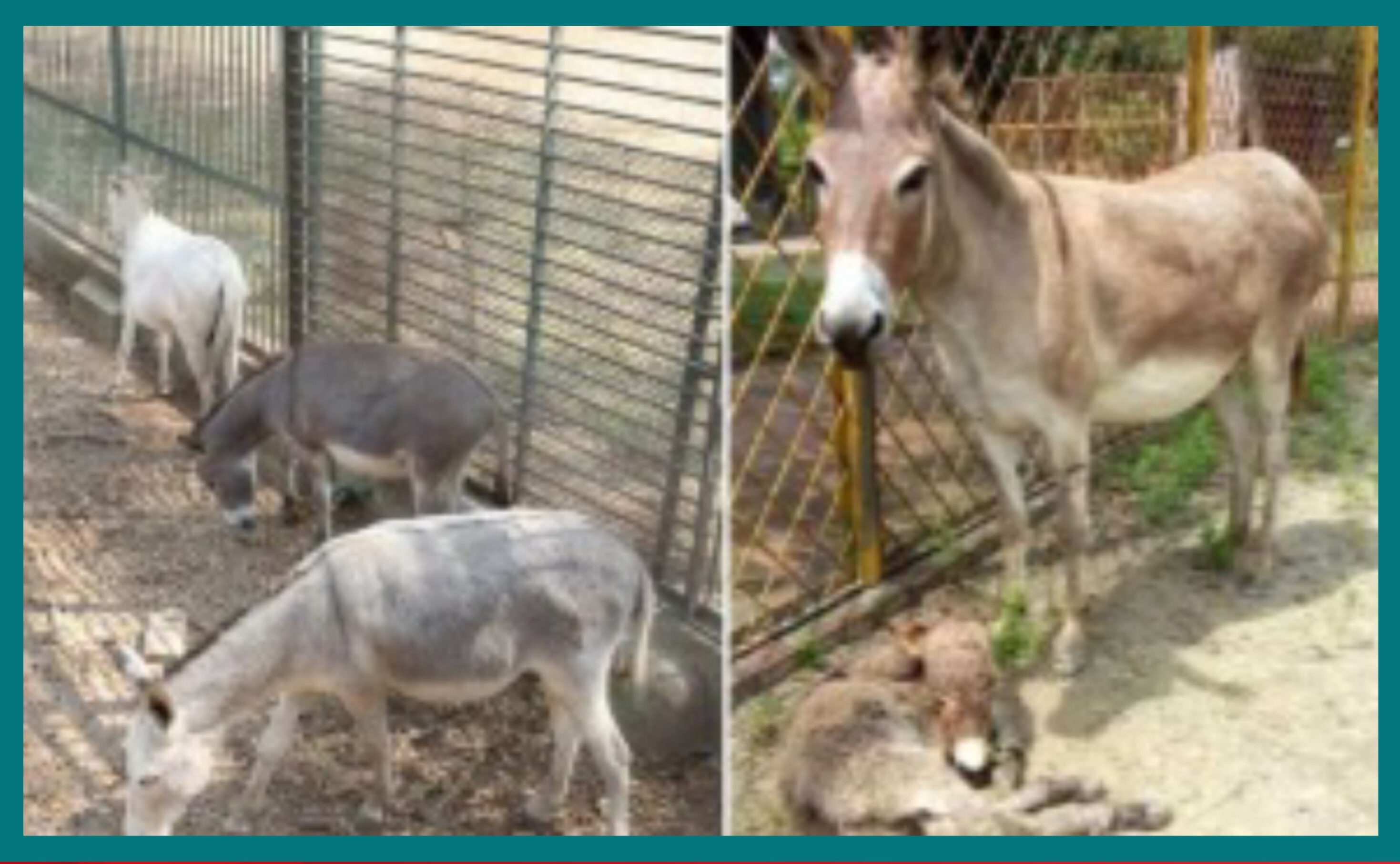 দেশে বেড়ে গেছে গাধার সংখ্যা